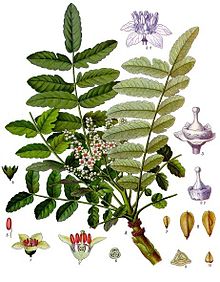 Boswellia_sacra_-_Köhler–s_Medizinal-Pflanzen-022